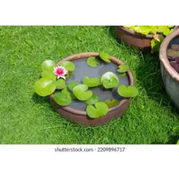 7a-lotus plant-5400154-40420.webp